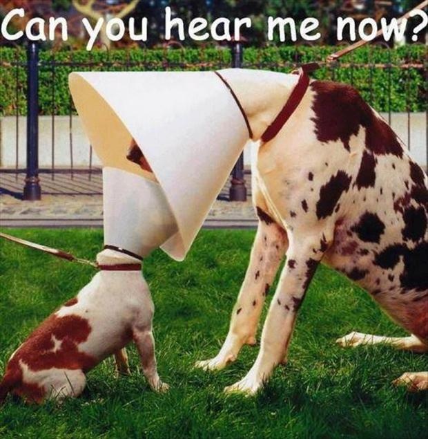 can-you-hear-me-now-2-dogs1.jpg