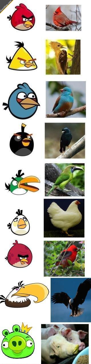 Real Life Angry Birds Characters