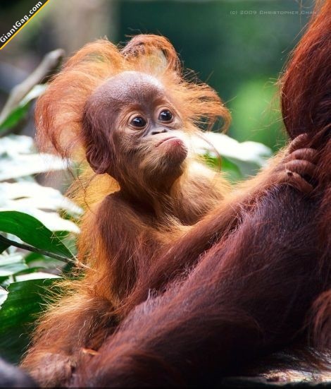 cute-orangutan-baby.jpg