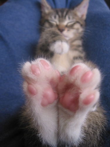 Cute Cat Paws